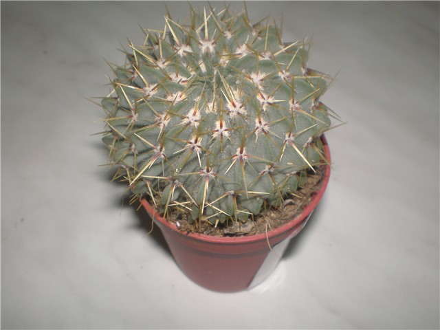 Parodia buiningii
